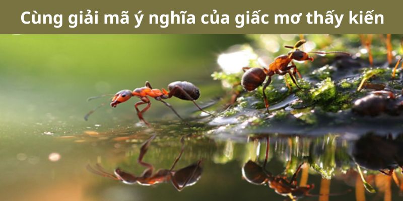 Giải mã ý nghĩa khi gặp giấc mơ thấy kiến