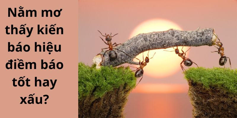 Nằm mơ thấy kiến báo hiệu điềm báo tốt hay xấu?