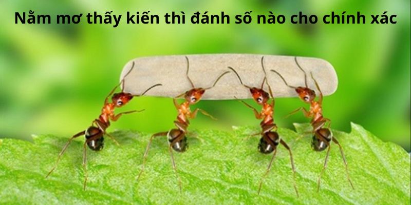 Nằm mơ thấy kiến thì đánh số nào cho chính xác