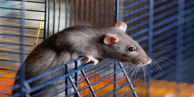 Nằm mộng thấy chuột nhắt dự báo về những cuộc hội ngộ 