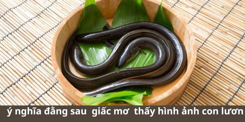 Những ý nghĩa đằng sau của từng giấc mơ khi thấy hình ảnh con lươn