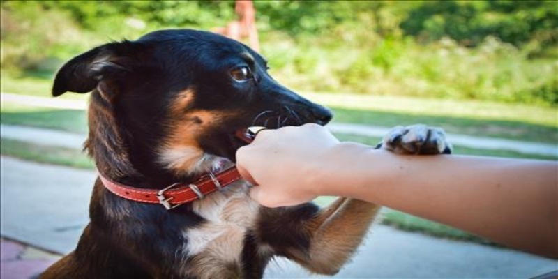 Mơ thấy con chó cắn là một hiện tượng hoàn toàn có thể xảy ra