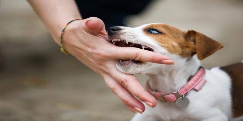 Mơ thấy con chó cắn là hiện tượng bình thường