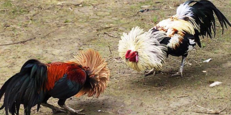 Lưu ý khi tham gia đặt cược gà tre đá cựa 