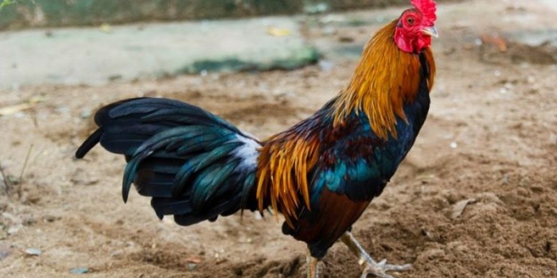 Kinh nghiệm khi đặt cược gà tre đá cựa 