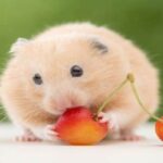 Giải mã lô đề qua giấc mơ về chuột