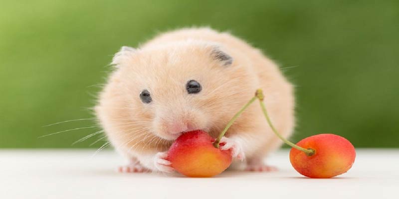 Giải mã lô đề qua giấc mơ về chuột